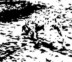 dalmatian.jpg