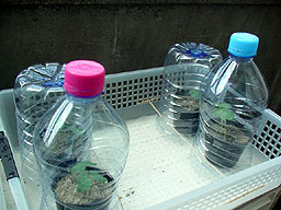 20050525_093609.jpg
